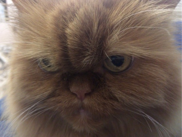 Давайте по котикам, которые с нами на самоизоляции