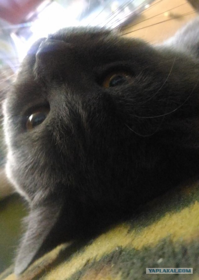 Коты они такие