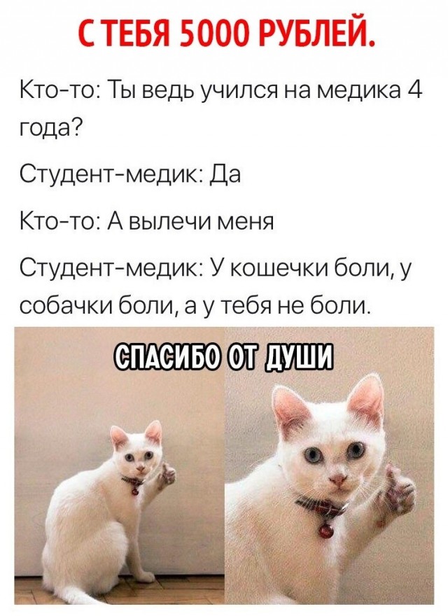 У кошечки боли у собачки боли а у тебя не боли картинки