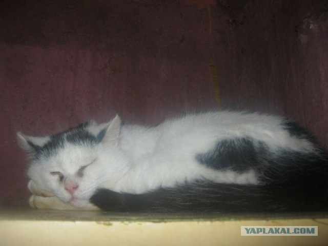 Жизнь домашнего приюта для котеек 367