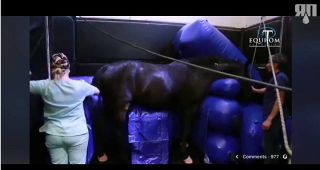 Как лошадей пробуждают после анестезии