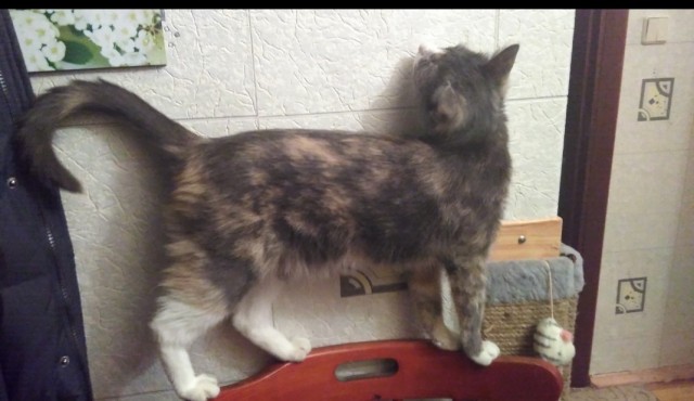 Котовторниковское