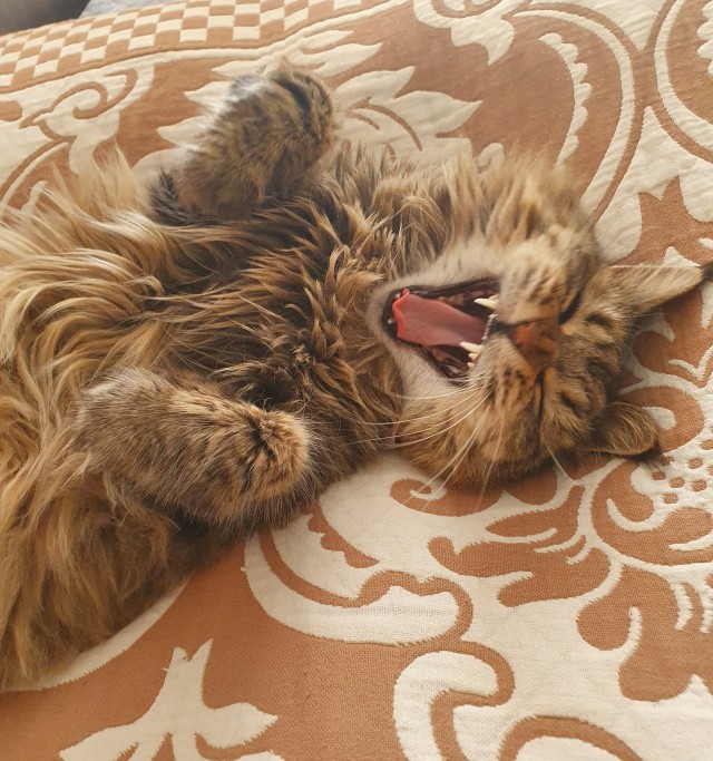 Лето и коты