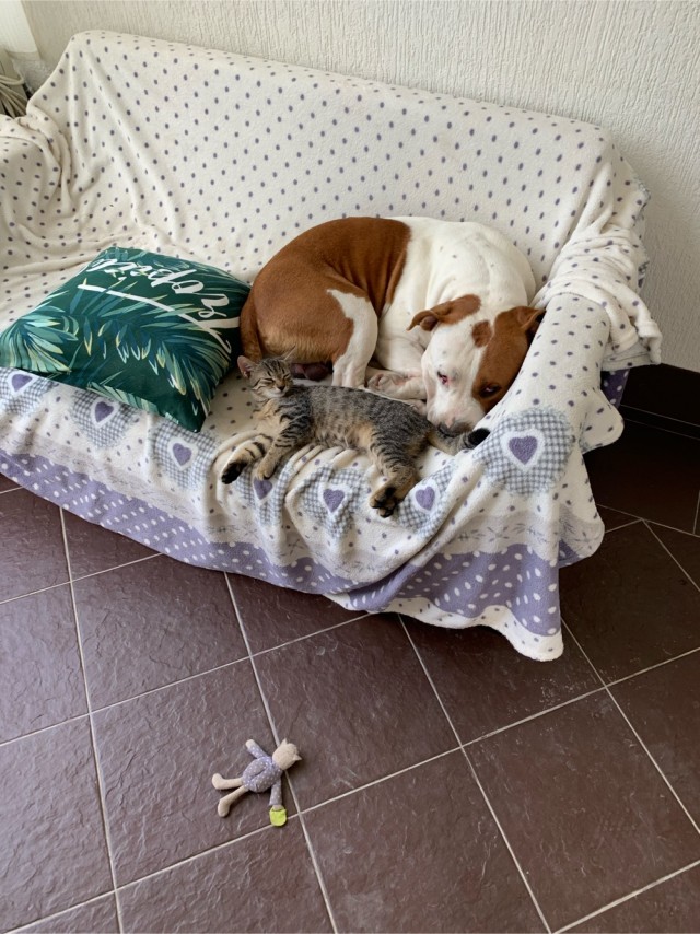 К котовторнику