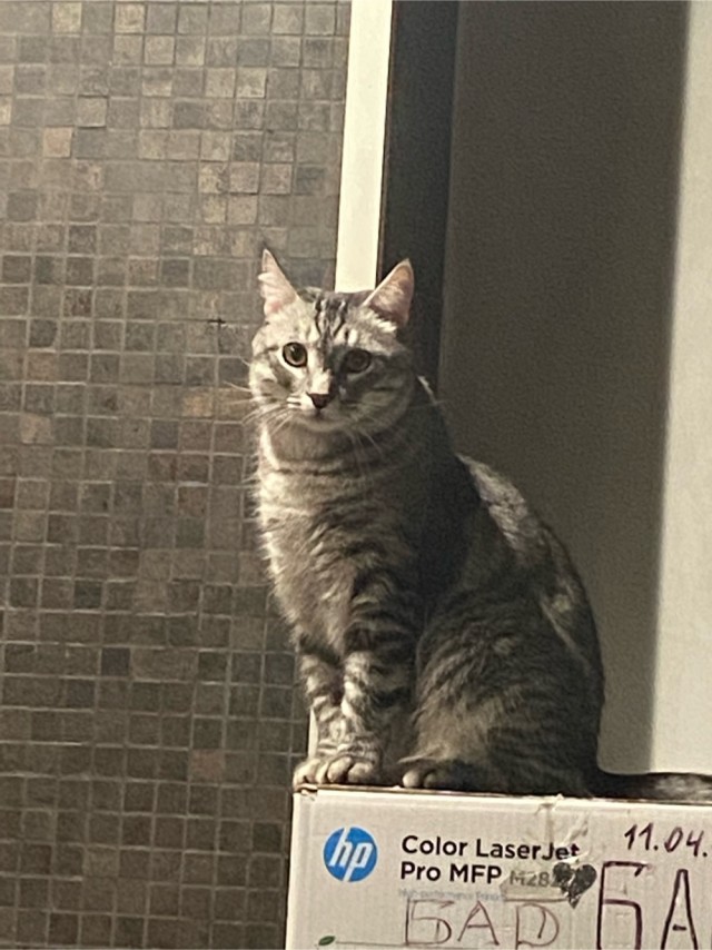 Прогнать кота невозможно