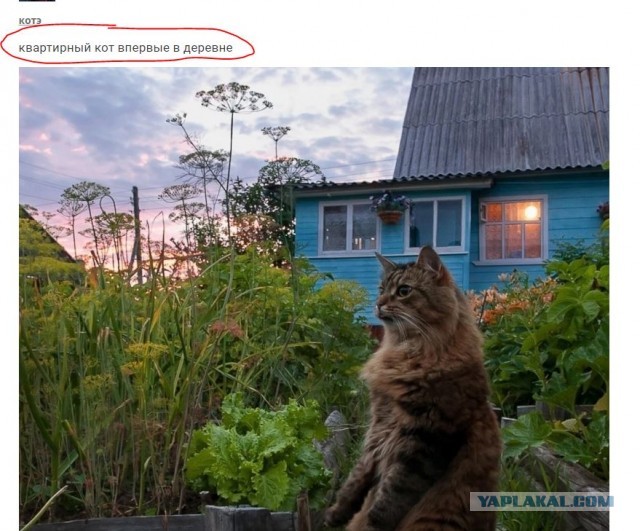Квартирный кот впервые в деревне