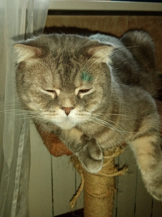 Откуда у котов курдюк и зачем он нужен?