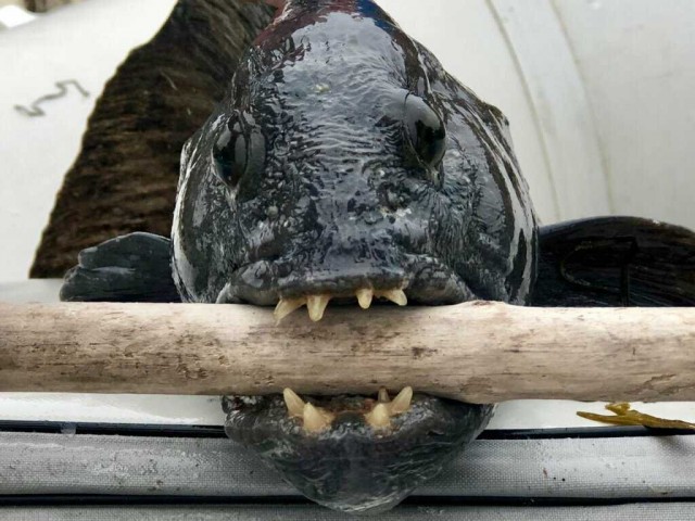 Иногда она ест рыбака, переворачивая лодку