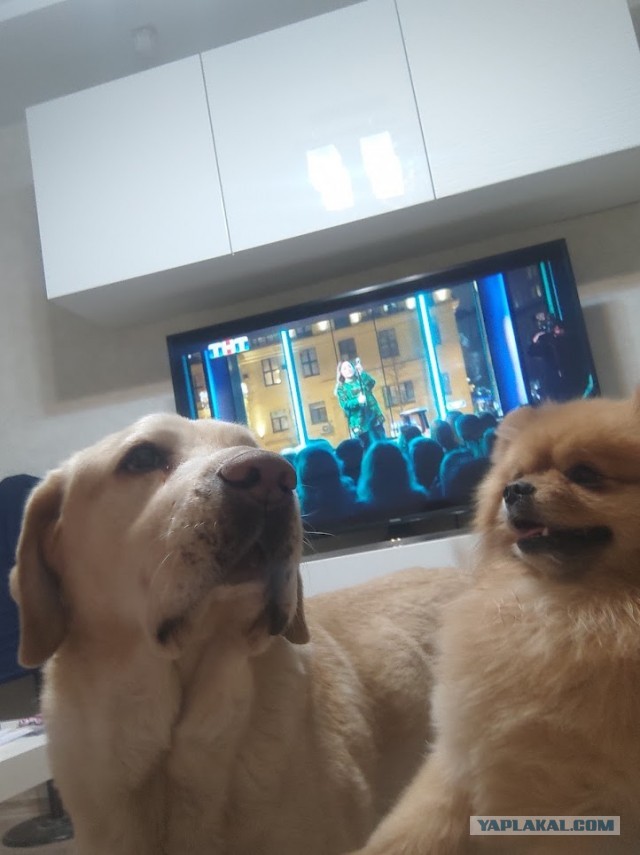 К собакочетвергу