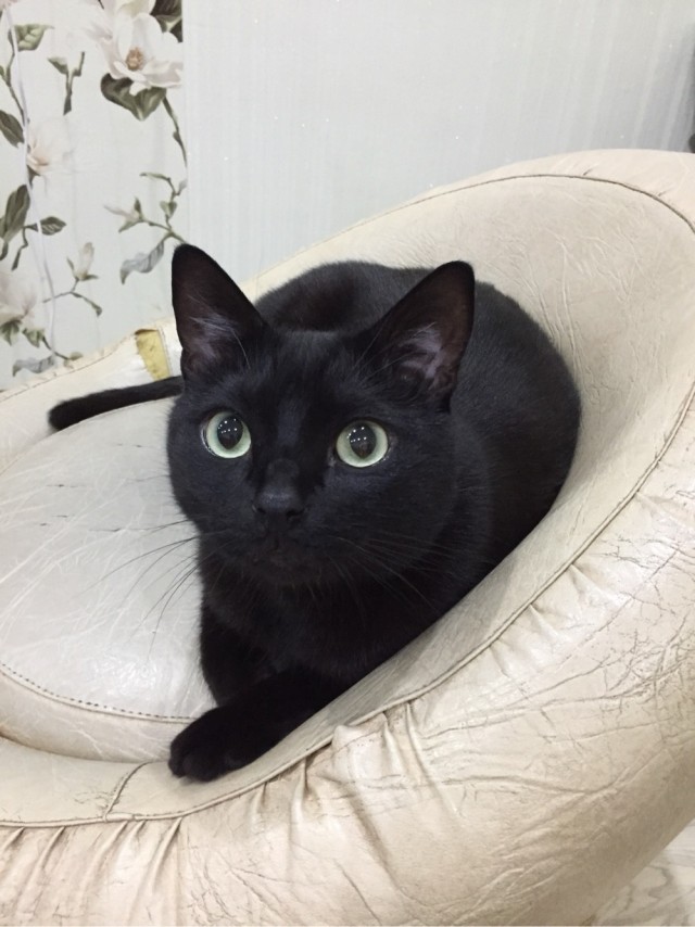 День чёрной кошки отмечается сегодня