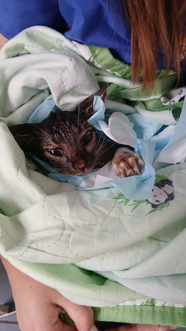 Нефть котятам не игрушка.