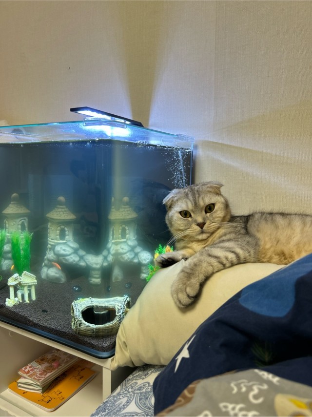 Котовторник 16.12.2025