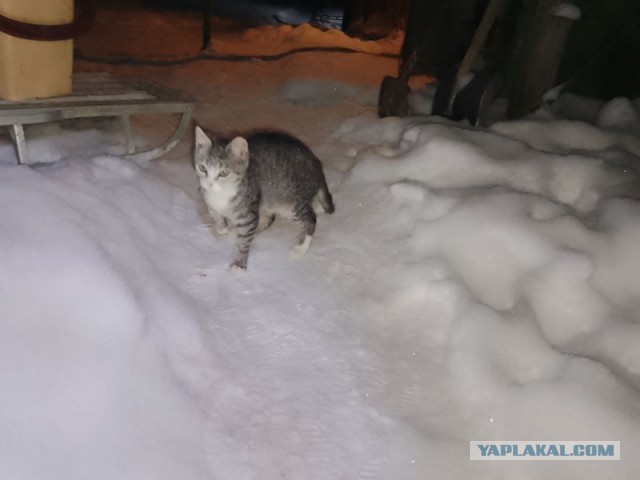 Жизнь домашнего приюта для котеек 570