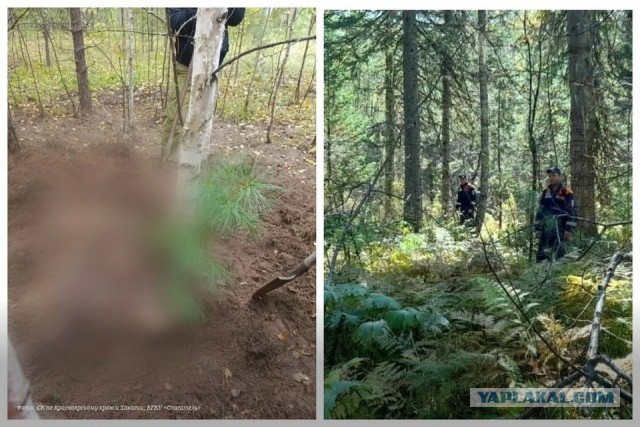 Медведь насмерть загрыз двух женщин в Красноярском крае