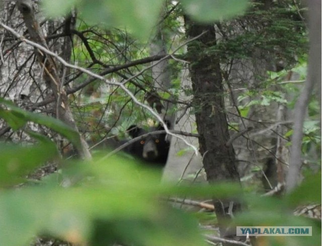 Риддик — конкурс!