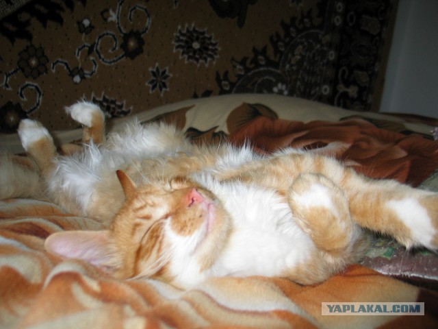 Котовторник 01.04.2014