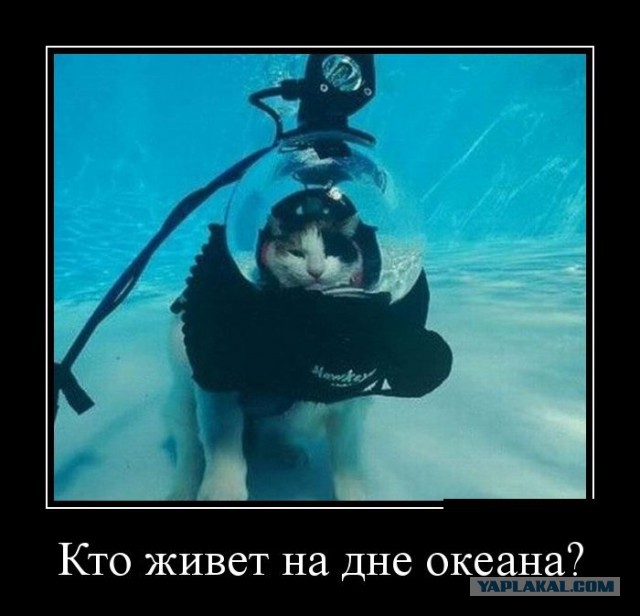 Комменты из соцсетей