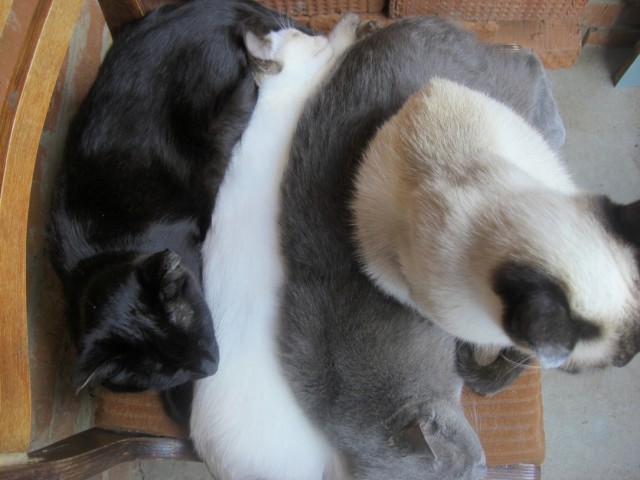 Котовторник 09.09.2014