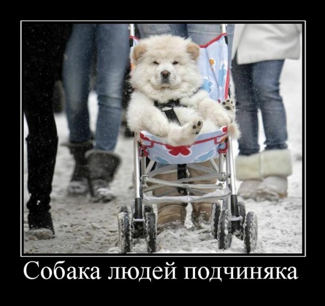 Пропала собака рыжая овчарка