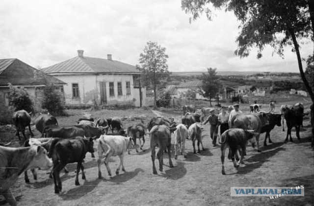 Быт украинского села начала 50-х годов
