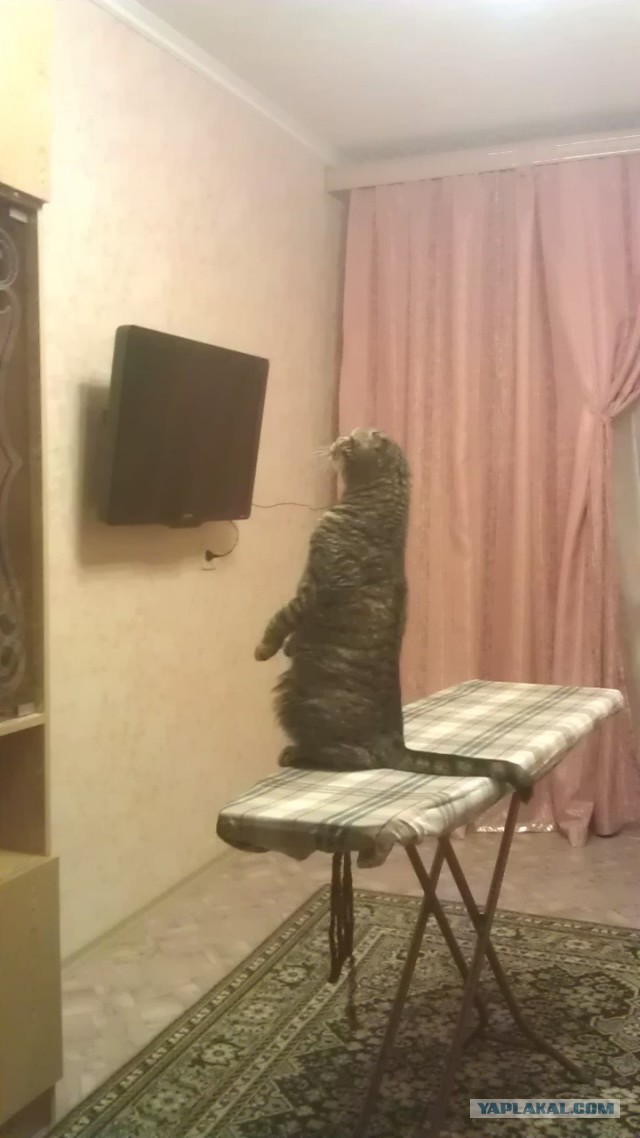 Котовторник 31.03.2015