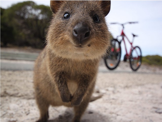 Самые страшные и смертоносные животные Австралии