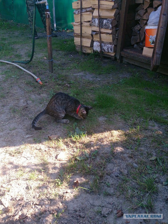 Котовторник 25.08.2015
