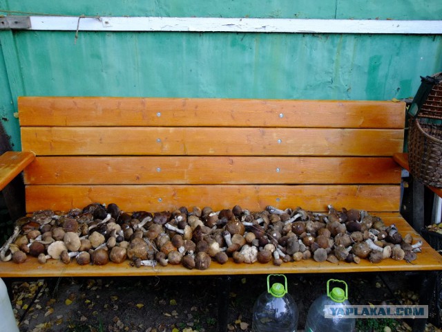 Провоцирующий пост о грибах