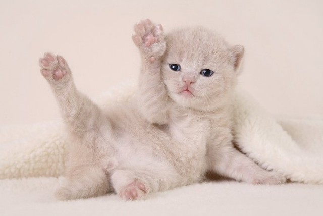 Коты, кошки, котята
