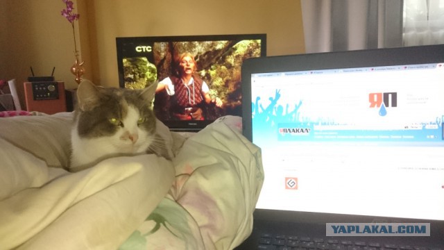 А вы забрали своих питомцев с дачи?