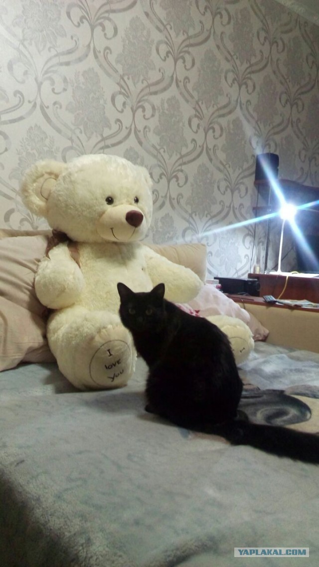 Котовторник  14.02.2017
