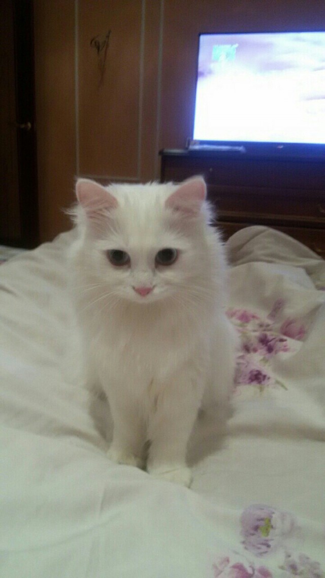 Коты и Кошки