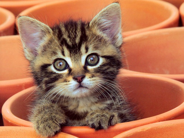 Коты и Кошки