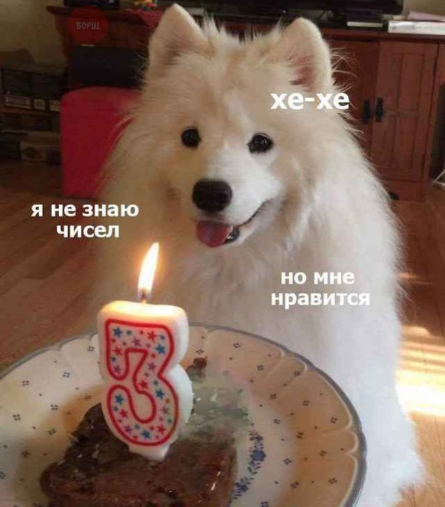 Подборка забавных животных