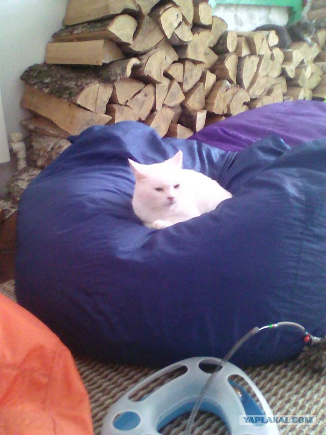 Коты и Кошки