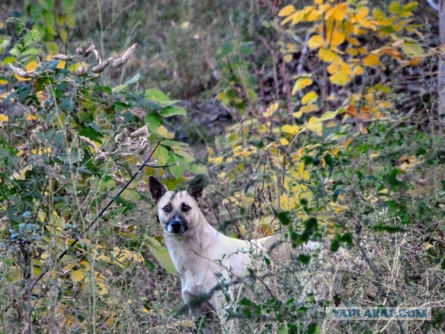 Просто Природа