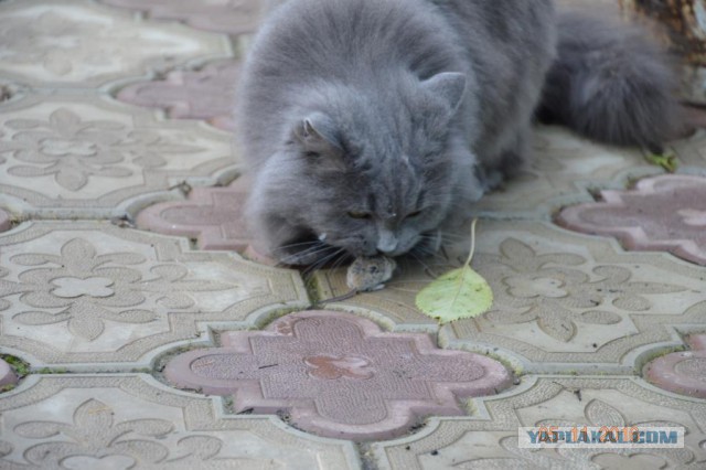 Котофото, сделанные в нужный момент