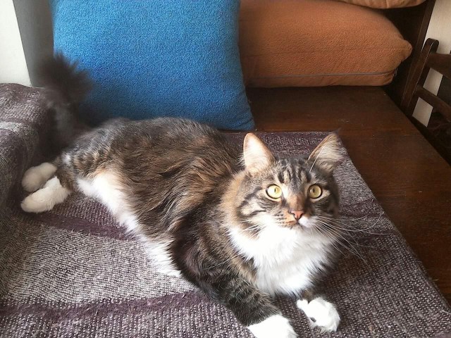 Котовторник 20.02.18