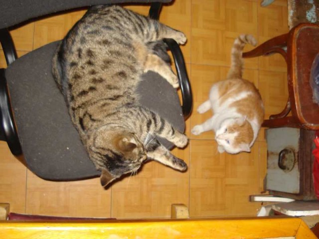 Котовторник на ЯПлакалъ