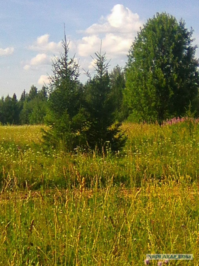 Командировка. В леса