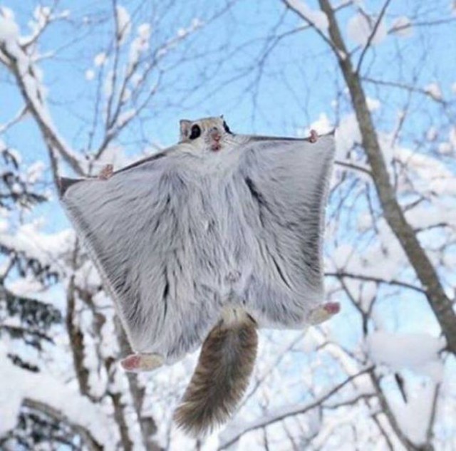 Живность из сети