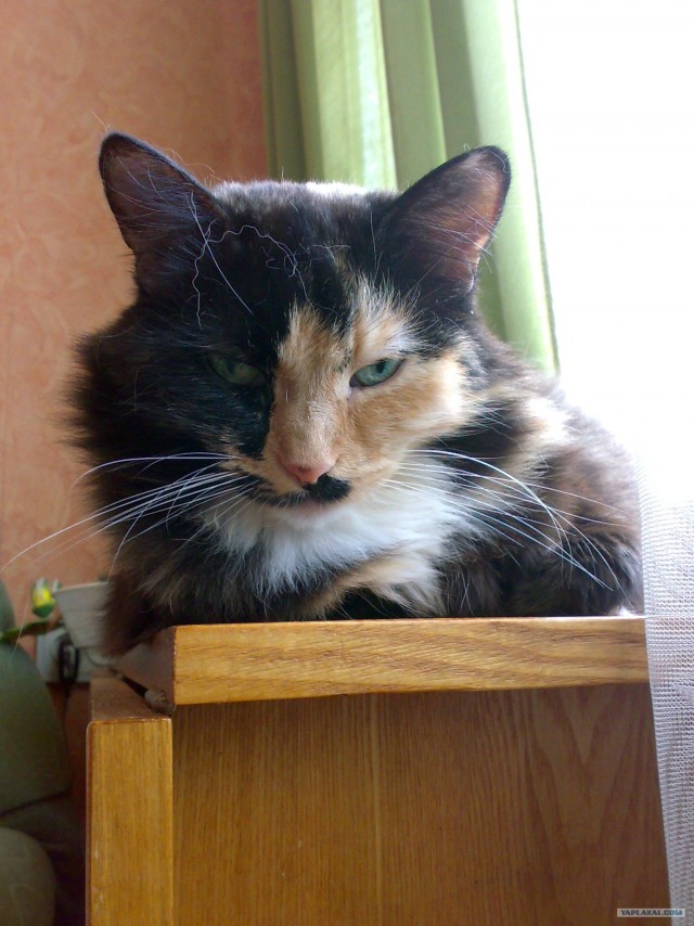 И снова во вторник - котовторник