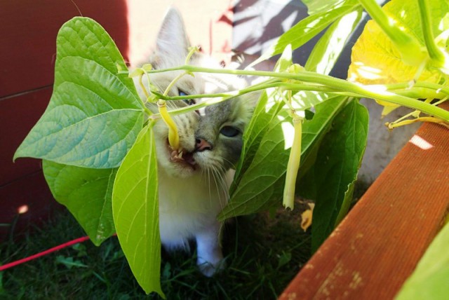 Прикольных котов пост
