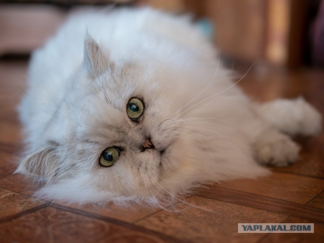 Котовторник 11.09.18.