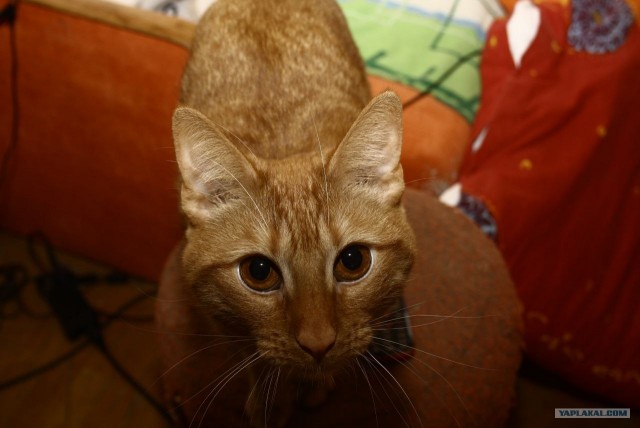 Котовторник 1.02.2011