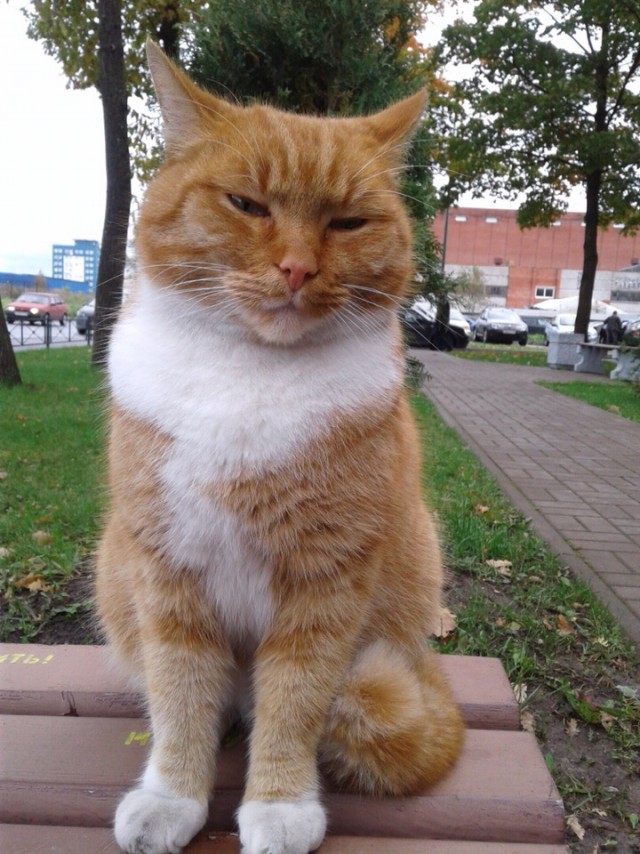 Прикольных котов пост