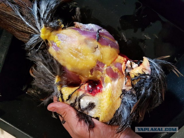 Плов с курицей