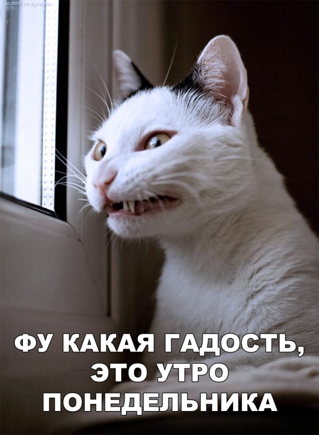 Немного милоты