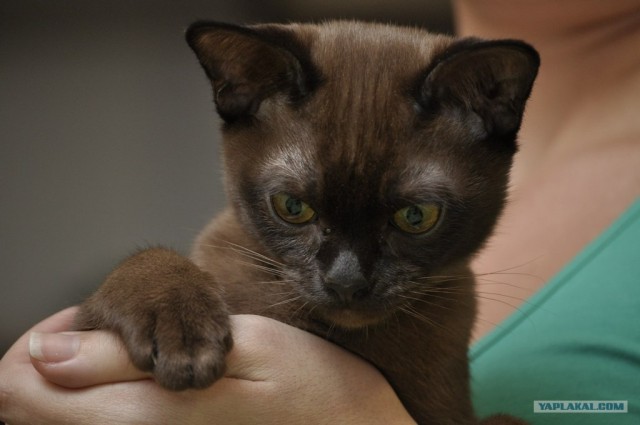 Котовторник (07.02.2012)