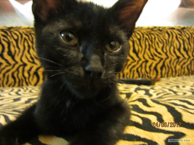 Котовторник 03 07 2012